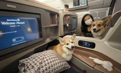 Corgis fly SIA business class from US to Singapore, get celebrity treatment from airport staff