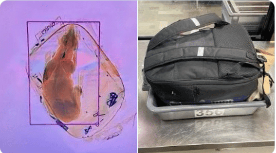 TSA discovers dog in a carry-on bag at Wisconsin airport checkpoint