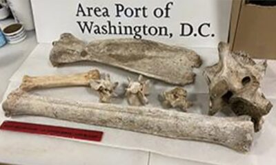 Virginia woman stopped by airport security bringing strange things