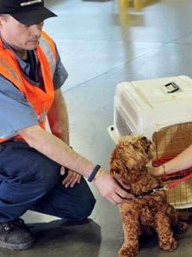 10-airlines-that-allows-large-dogs-in-cabin-jetline-marvel