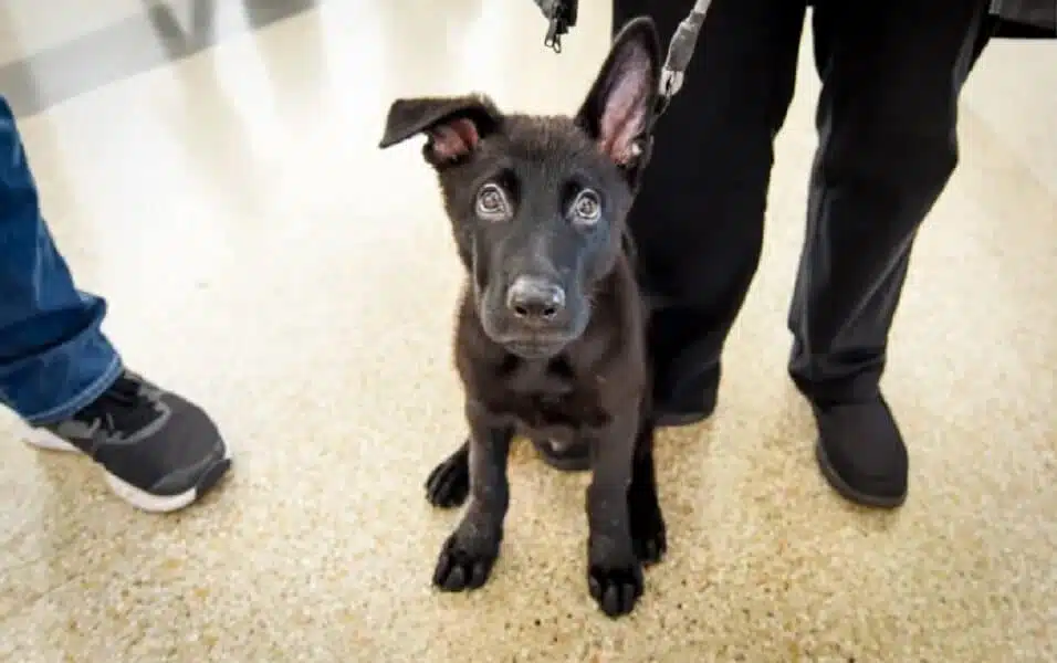 United Airlines Pilot Gives Forever Home To Puppy Abandoned At Airport