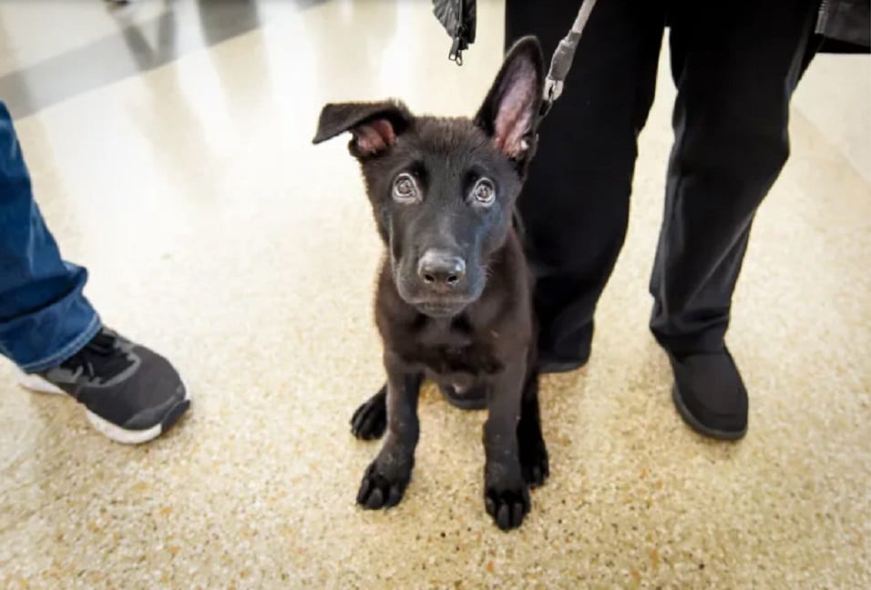 United Airlines Pilot Gives Forever Home To Puppy Abandoned At Airport