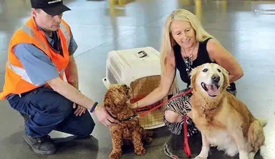 10 Airlines that allows large dogs in cabin