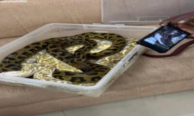 Passenger found carrying 22 snakes and a chameleon at Chennai Airport