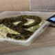 Passenger found carrying 22 snakes and a chameleon at Chennai Airport