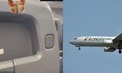 Passengers of American Airlines evacuated as moth infestation onboard