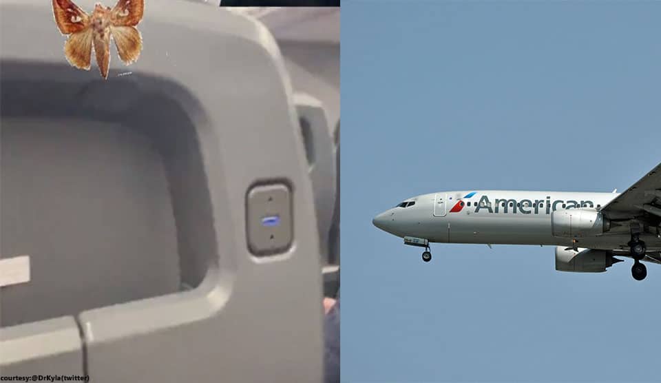 Passengers of American Airlines evacuated as moth infestation onboard