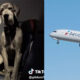 American Airlines Passenger Bought Himself Two Seats For His Dog
