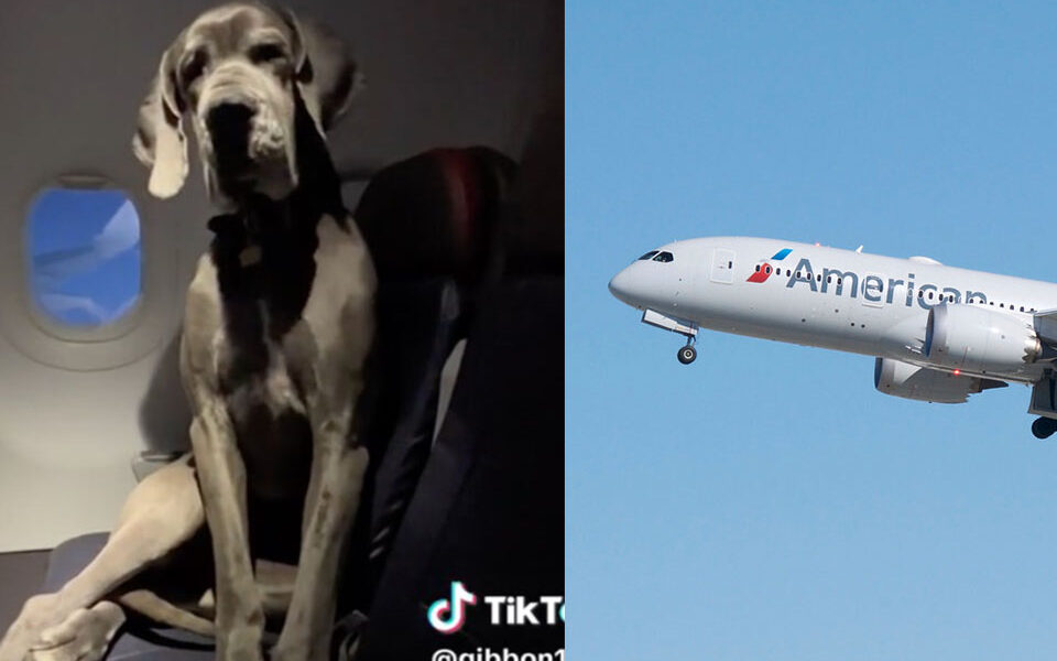 American Airlines Passenger Bought Himself Two Seats For His Dog