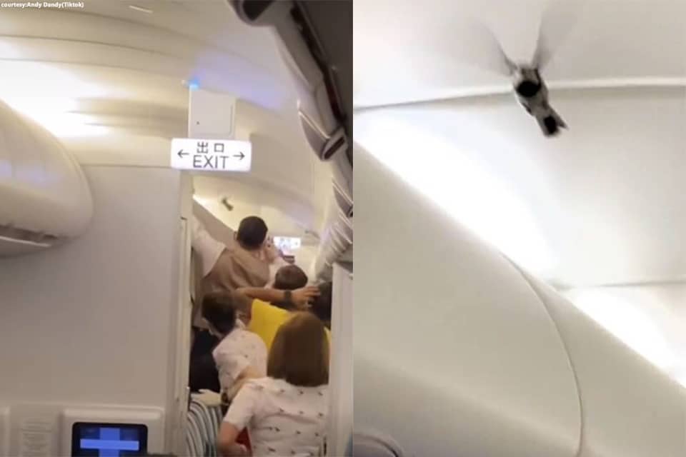 Cathay Pacific flight attendants rushed to catch the bird inside aircraft