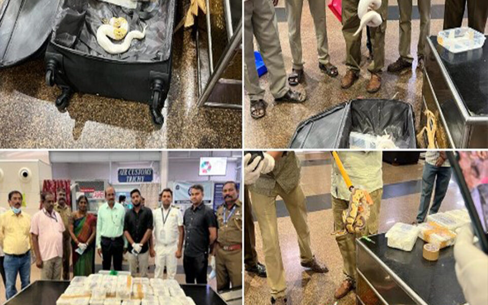 Tiruchirappalli International Airport seized 47 exotic pythons and two lizards from passenger