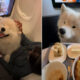 A dog enjoys a business class suite, on Delta Airlines flight
