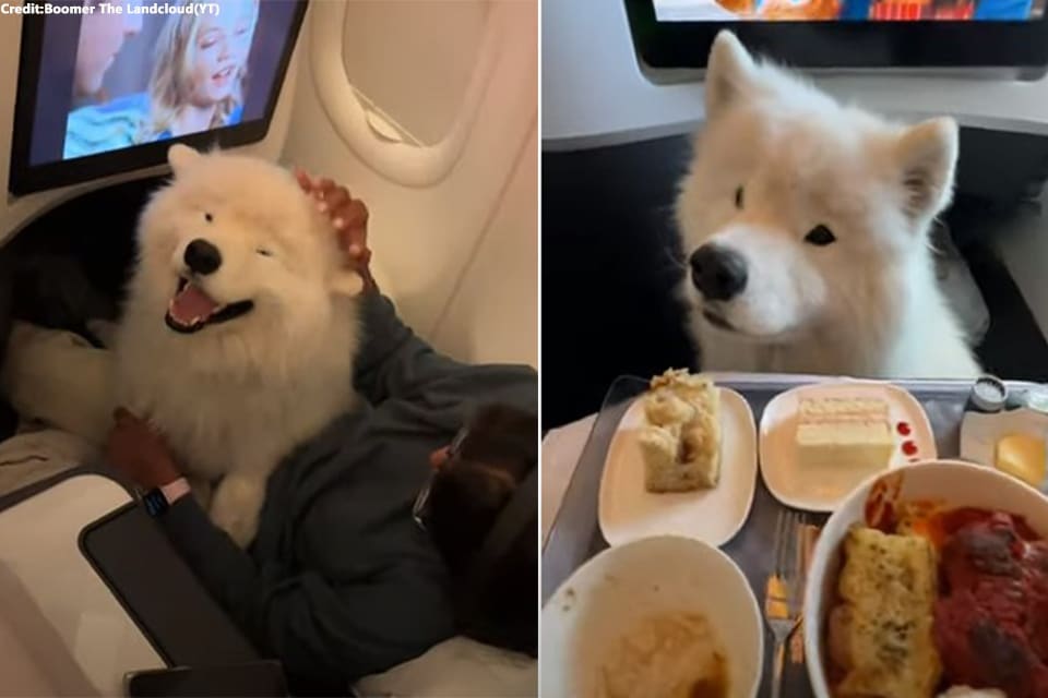A dog enjoys a business class suite, on Delta Airlines flight