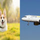 Vueling's In-Flight Delight: Pampering Pets with Delicious On-Board Treats"