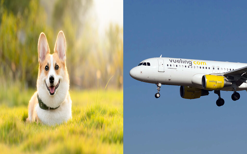 Vueling's In-Flight Delight: Pampering Pets with Delicious On-Board Treats"