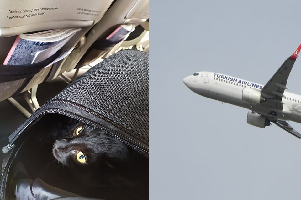 Turkish Airlines Flight Makes U-Turn as passenger Cat Roams in the Cabin
