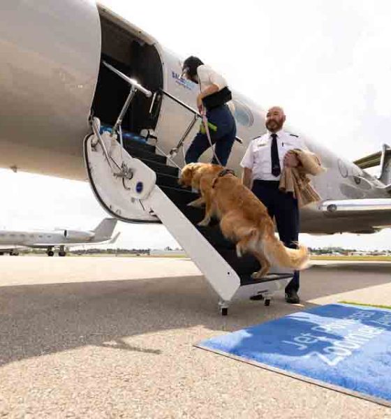 These 10 Airlines That Allow Large Dogs in the Cabin