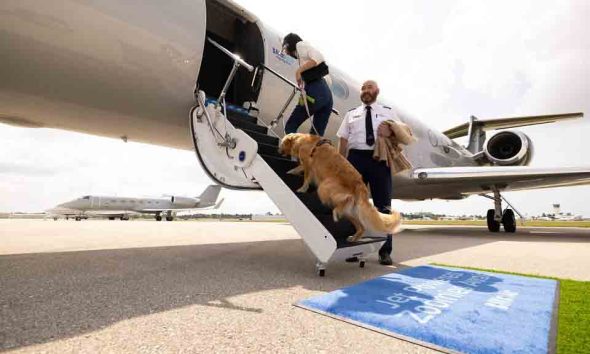 These 10 Airlines That Allow Large Dogs in the Cabin