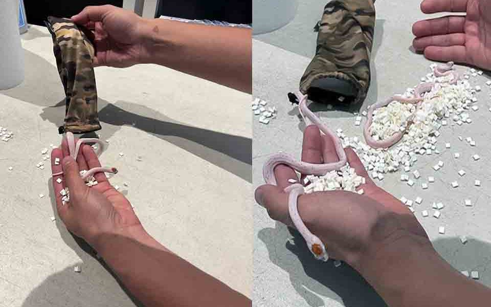 Miami Airport Security Stops Passenger Smuggling Snakes in his Pants