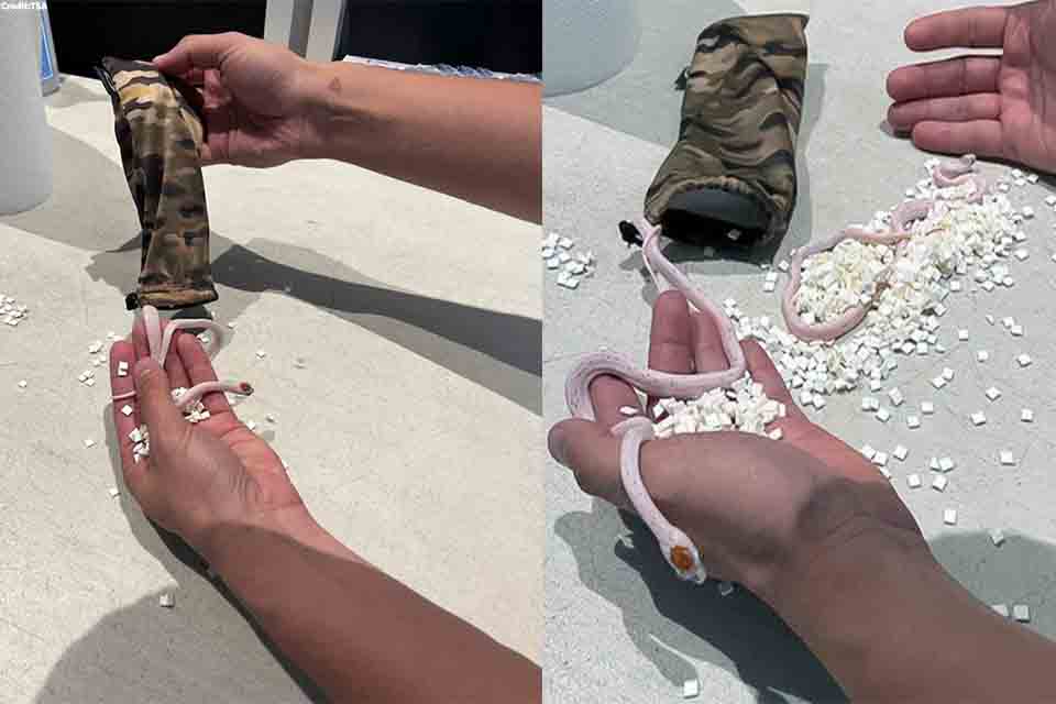 Miami Airport Security Stops Passenger Smuggling Snakes in his Pants